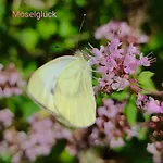 Moselglück *