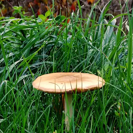 Moselglueck Lejlighed *