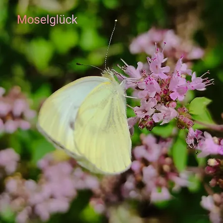 Moselglück *