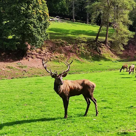 Apartman Moselglueck Enkirch