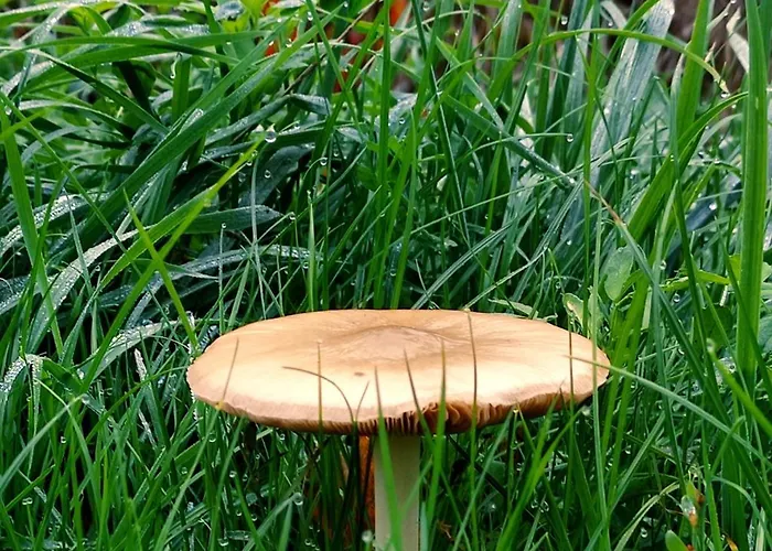 Moselglueck アパート *