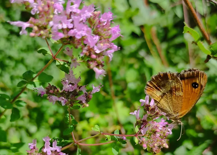 Moselglueck アパート エンキルヒ