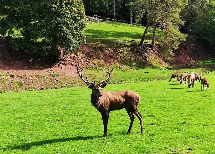 Apartman Moselglueck Enkirch